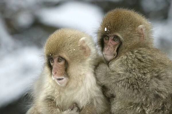Japanese Macaque Monkey - two young. Hokkaido, Japan