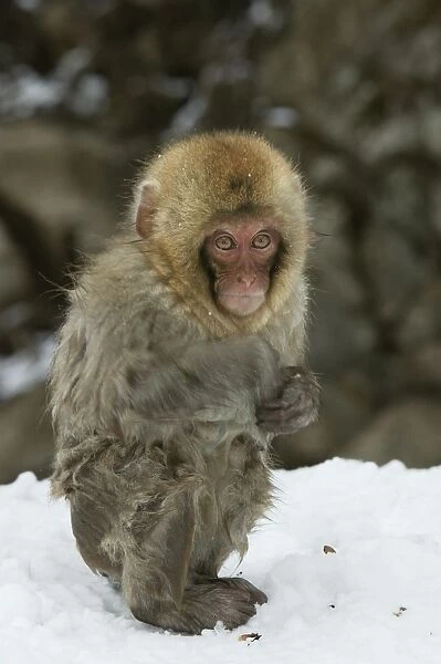 Japanese Macaque Monkey - young, wet
