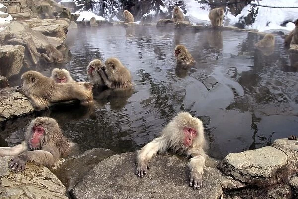 Japanese Macaque Monkeys - relaxing in hot springs. Hokkaido, Japan