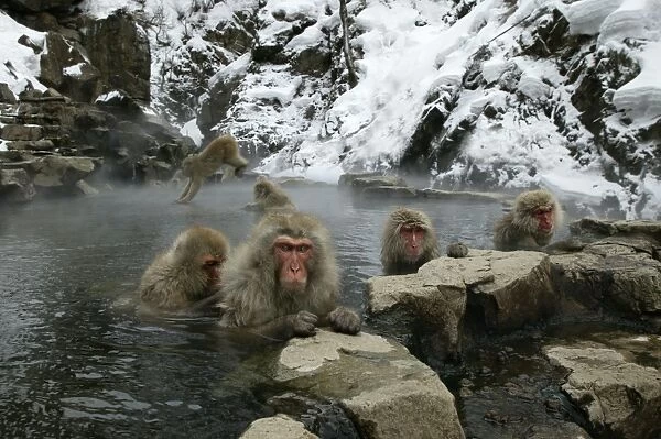 Japanese Macaque Monkeys  /  Snow Monkeys Jumping in and relaxing amidst the steam of a hot spring Japan