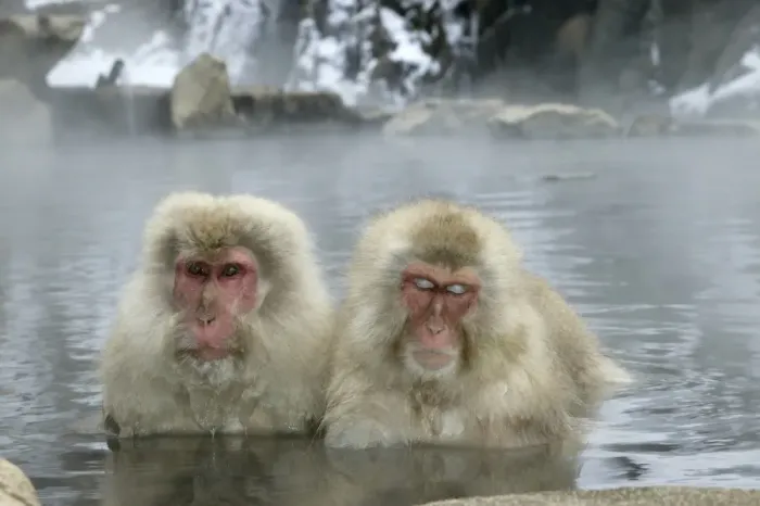 Framed Print : Japanese Macaque Monkeys / Snow Monkeys Relaxing amidst the steam of a hot spring Japan Framed Print : Japanese Macaque Monkeys / Snow Monkeys Relaxing amidst the steam of a hot spring Japan