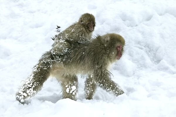 Japanese Macaque Monkeys  /  Snow Monkeys Young riding on back of adult In snow Japan