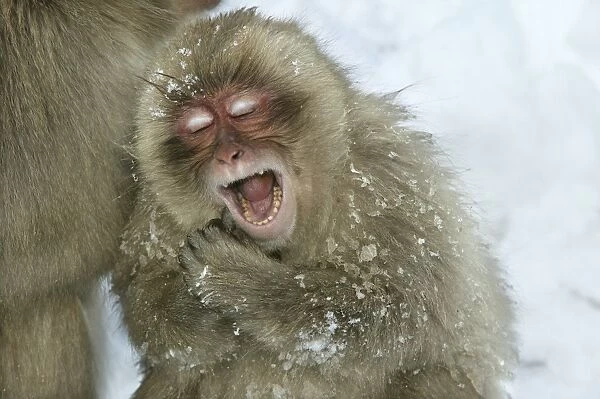 Japanese Macaque Monkeys  /  Snow Monkeys Young Macaque yawning In snow Japan