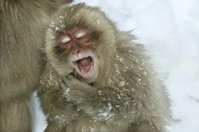 Framed Print : Japanese Macaque Monkeys / Snow Monkeys Young Macaque yawning In snow Japan Framed Print : Japanese Macaque Monkeys / Snow Monkeys Young Macaque yawning In snow Japan