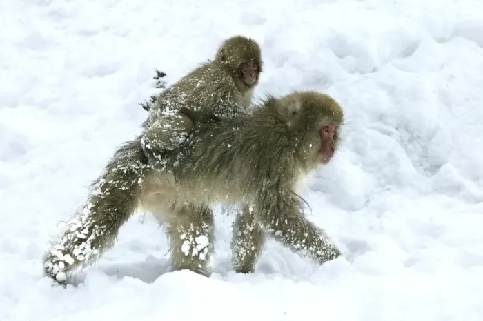 Framed Print : Japanese Macaque Monkeys / Snow Monkeys Young riding on back of adult In snow Japan Framed Print : Japanese Macaque Monkeys / Snow Monkeys Young riding on back of adult In snow Japan