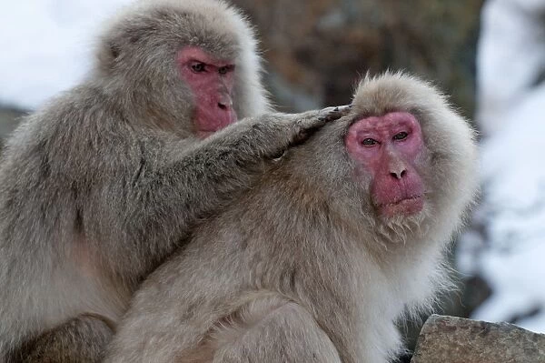 Japanese Macaque - pair of adults grooming - Jigokudani Park - Japan