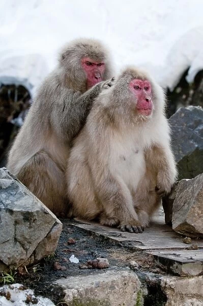 Japanese Macaque - pair of adults grooming sitting on rock ledge - Jigokudani Park - Japan