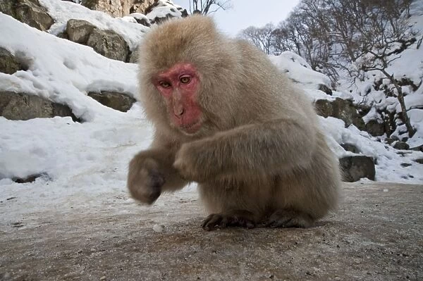 Japanese Macaque - picking up food whilst squatting down - Jigokudani Park - Japan