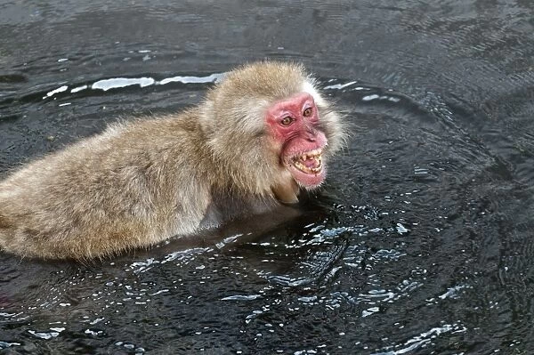 Japanese Macaque - in pool face showing aggression - Jigokudani Park - Japan