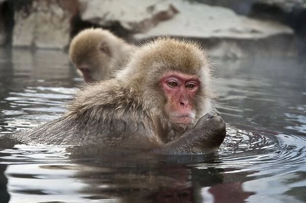 Japanese Macaque - in pool with food in hand - Jigokudani Park - Japan