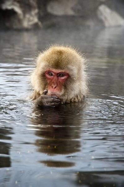 Japanese Macaque - in pool with hand on chin - Jigokudani Park - Japan