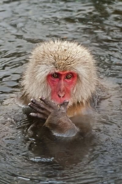 Japanese Macaque - in pool putting food in mouth - Jigokudani Park - Japan