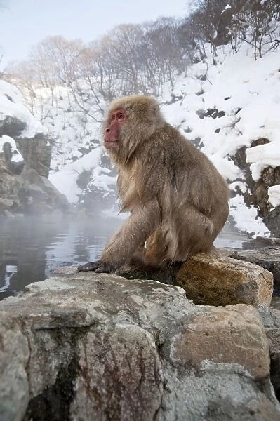 Japanese Macaque - sitting on rock at edge of pool - snowy landscape behind - Jigokudani Park - Japan