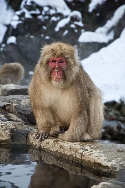 Japanese Macaque - sitting on rock at edge of pool - snowy landscape behind - Jigokudani Park - Japan