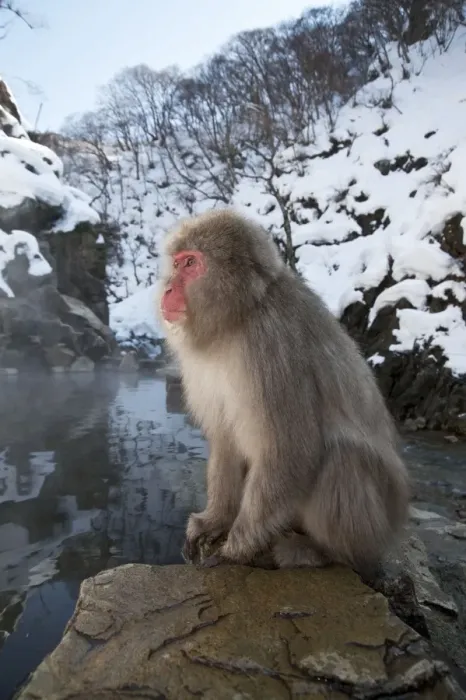 Framed Print : Japanese Macaque - sitting on rock at edge of pool - snowy landscape behind - Jigokudani Park - Japan Framed Print : Japanese Macaque - sitting on rock at edge of pool - snowy landscape behind - Jigokudani Park - Japan