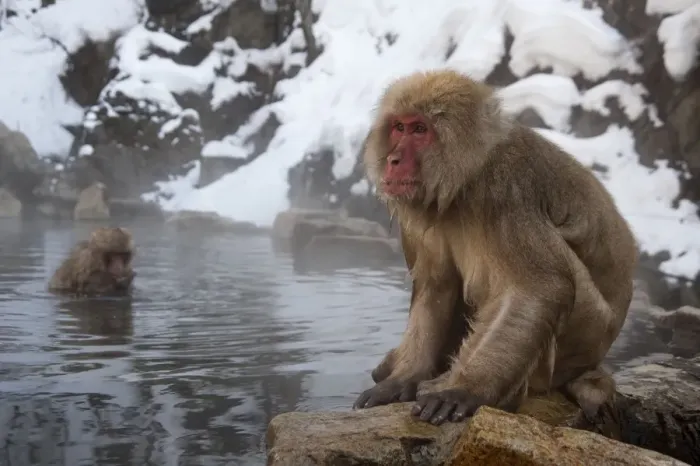 Framed Print : Japanese Macaque - sitting on rock at edge of pool - snowy landscape behind - Jigokudani Park - Japan Framed Print : Japanese Macaque - sitting on rock at edge of pool - snowy landscape behind - Jigokudani Park - Japan