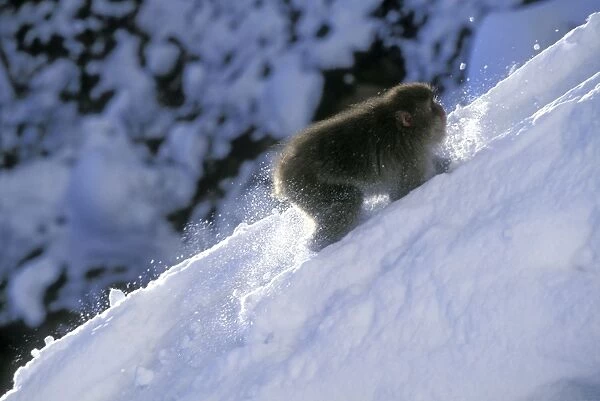 Japanese Macaque  /  Snow Monkey - Climbing in snow - Joshinetsu Kogen National Park - Shiga Highlands - Honshu - Japan JPF38875