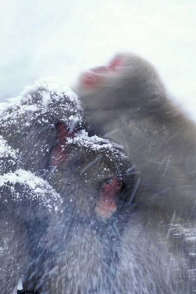 Japanese Macaque  /  Snow Monkey - Huddling for warmth - Joshinetsu Kogen National Park - Shiga Highlands - Honshu - Japan JPF39191