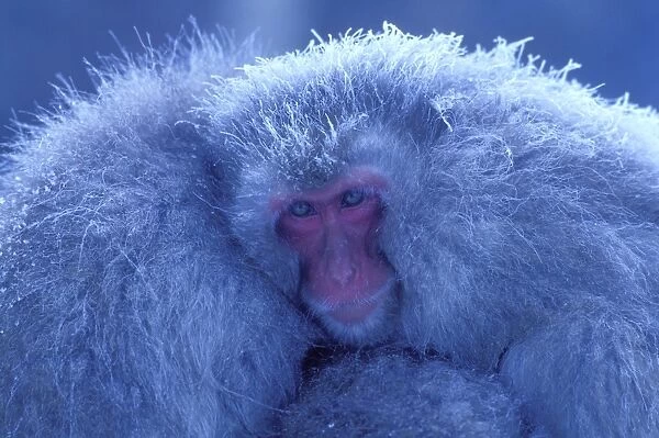 Japanese Macaque  /  Snow Monkey - Huddling for warmth - Joshinetsu Kogen National Park - Shiga Highlands - Honshu - Japan JPF38762
