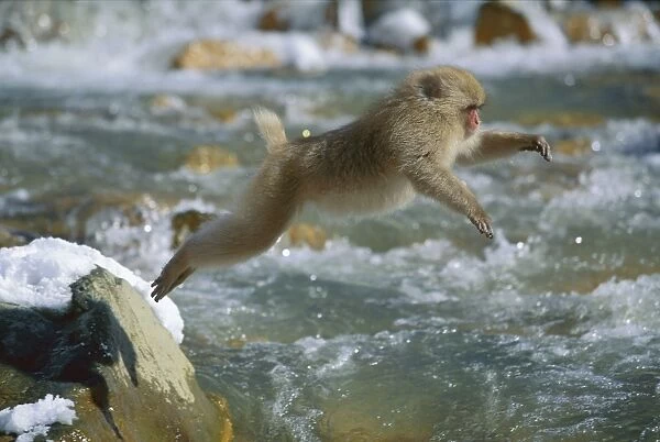 Japanese Macaque  /  Snow Monkey - Jumping across stream - Joshinetsu Kogen National Park - Shiga Highlands - Honshu - Japan JPF38876