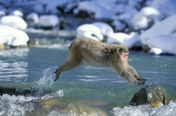 Japanese Macaque  /  Snow Monkey - Jumping across stream - Joshinetsu Kogen National Park - Shiga Highlands - Honshu - Japan JPF38877