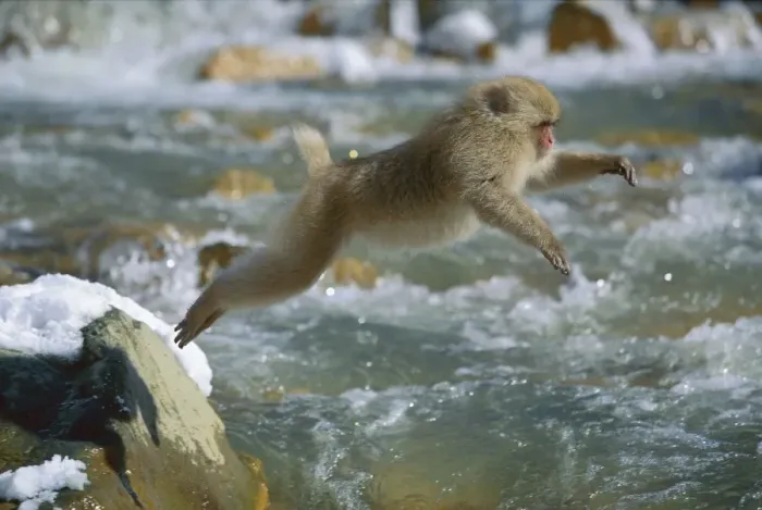 Framed Print : Japanese Macaque / Snow Monkey - Jumping across stream - Joshinetsu Kogen National Park - Shiga Highlands - Honshu - Japan JPF38876 Framed Print : Japanese Macaque / Snow Monkey - Jumping across stream - Joshinetsu Kogen National Park - Shiga Highlands - Honshu - Japan JPF38876