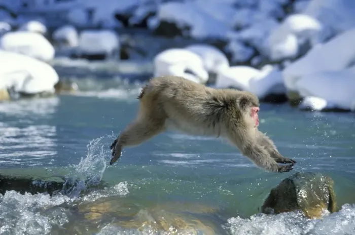 Framed Print : Japanese Macaque / Snow Monkey - Jumping across stream - Joshinetsu Kogen National Park - Shiga Highlands - Honshu - Japan JPF38877 Framed Print : Japanese Macaque / Snow Monkey - Jumping across stream - Joshinetsu Kogen National Park - Shiga Highlands - Honshu - Japan JPF38877