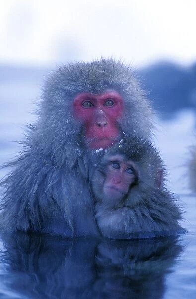 Japanese Macaque  /  Snow Monkey - Mother with baby in thermal pool - Joshinetsu Kogen National Park - Shiga Highlands - Honshu - Japan JPF38871