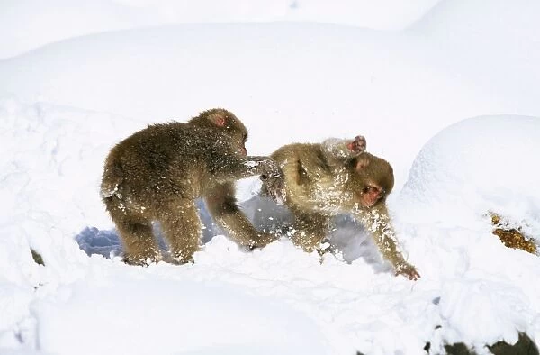 Japanese Macaque  /  Snow Monkey - Playing in the snow - Joshinetsu Kogen National Park - Shiga Highlands - Honshu - Japan JPF39060