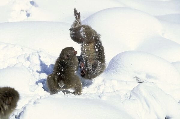 Japanese Macaque  /  Snow Monkey - Playing in the snow - Joshinetsu Kogen National Park - Shiga Highlands - Honshu - Japan JPF38873