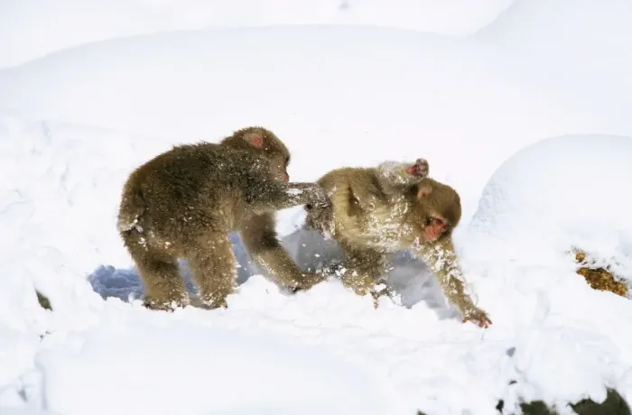 Framed Print : Japanese Macaque / Snow Monkey - Playing in the snow - Joshinetsu Kogen National Park - Shiga Highlands - Honshu - Japan JPF39060 Framed Print : Japanese Macaque / Snow Monkey - Playing in the snow - Joshinetsu Kogen National Park - Shiga Highlands - Honshu - Japan JPF39060