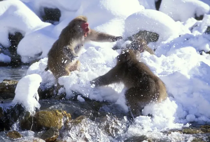 Framed Print : Japanese Macaque  /  Snow Monkey - Playing in the snow - Joshinetsu Kogen National Park - Shiga Highlands - Honshu - Japan JPF39190