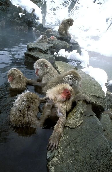 Japanese Macaque  /  Snow Monkey - Warming up in thermal pool - Joshinetsu Kogen National Park - Shiga Highlands - Honshu - Japan JPF38814
