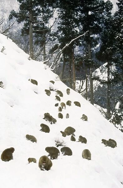 Japanese Macaque - a troupe foraging on a snowy hillside  Joshinetsu Kogen National Park, Shiga Highlands, Honshu, Japan