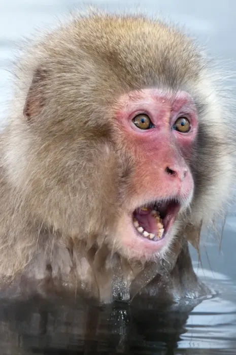 Framed Print : Japanese Macaque - young in pool with mouth and eyes wide open - Jigokudani Park - Japan Framed Print : Japanese Macaque - young in pool with mouth and eyes wide open - Jigokudani Park - Japan