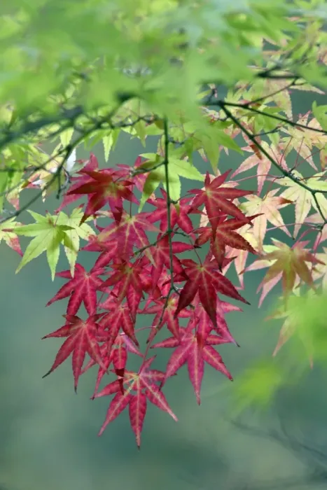 Framed Print : Japanese Maple leaves - autumn - Hessen - Germany Framed Print : Japanese Maple leaves - autumn - Hessen - Germany