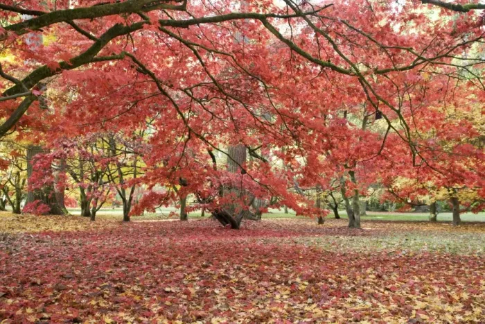 Framed Print : Japanese maple in red autumn colours. Westonbirt Arboretum Tetbury UK Framed Print : Japanese maple in red autumn colours. Westonbirt Arboretum Tetbury UK