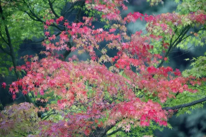 Framed Print : Japanese Maple Tree - autumn - Hessen - Germany Framed Print : Japanese Maple Tree - autumn - Hessen - Germany
