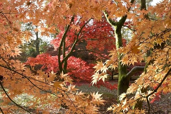 Japanese maple trees - colourful in autumn colours. Westonbirt Arboretum Tetbury UK