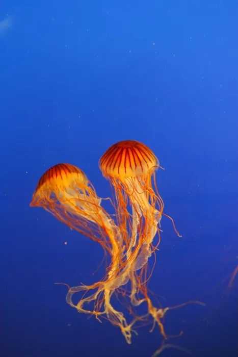Framed Print : Japanese / Pacific Sea Nettle / Jellyfish. Vancouver Aquarium - Canada Framed Print : Japanese / Pacific Sea Nettle / Jellyfish. Vancouver Aquarium - Canada