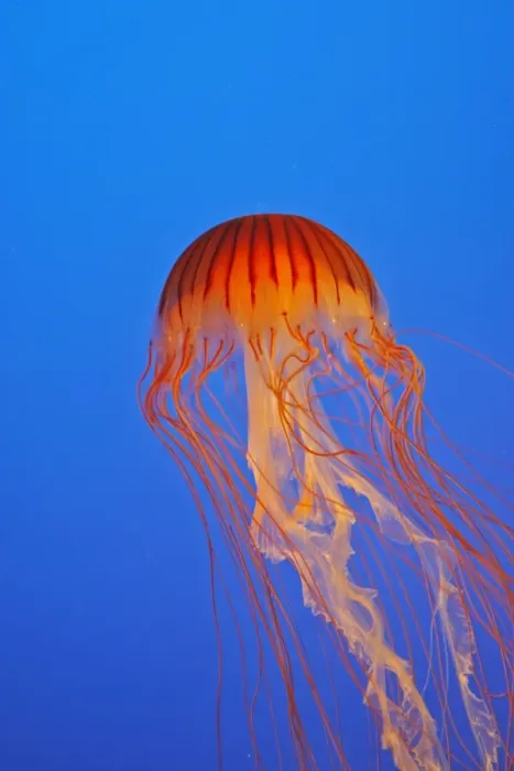 Framed Print : Japanese / Pacific Sea Nettle / Jellyfish. Vancouver Aquarium - Canada Framed Print : Japanese / Pacific Sea Nettle / Jellyfish. Vancouver Aquarium - Canada