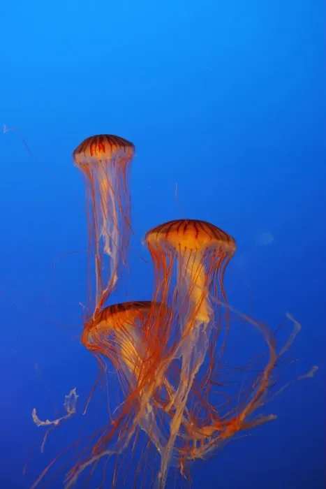 Framed Print : Japanese / Pacific Sea Nettle / Jellyfish. Vancouver Aquarium - Canada Framed Print : Japanese / Pacific Sea Nettle / Jellyfish. Vancouver Aquarium - Canada