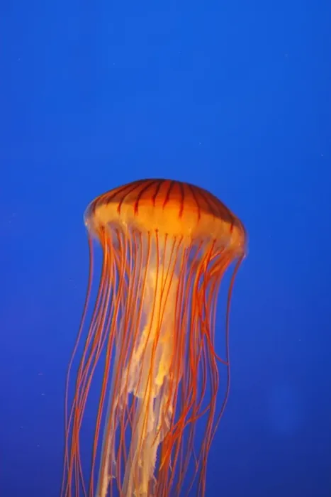 Framed Print : Japanese / Pacific Sea Nettle / Jellyfish. Vancouver Aquarium - Canada Framed Print : Japanese / Pacific Sea Nettle / Jellyfish. Vancouver Aquarium - Canada