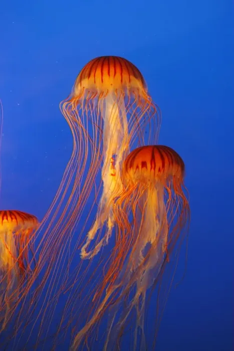 Framed Print : Japanese / Pacific Sea Nettle / Jellyfish. Vancouver Aquarium - Canada Framed Print : Japanese / Pacific Sea Nettle / Jellyfish. Vancouver Aquarium - Canada