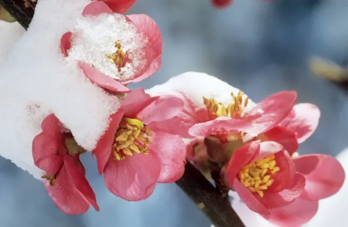 Framed Print : Japanese Quince - blossom in snow Framed Print : Japanese Quince - blossom in snow