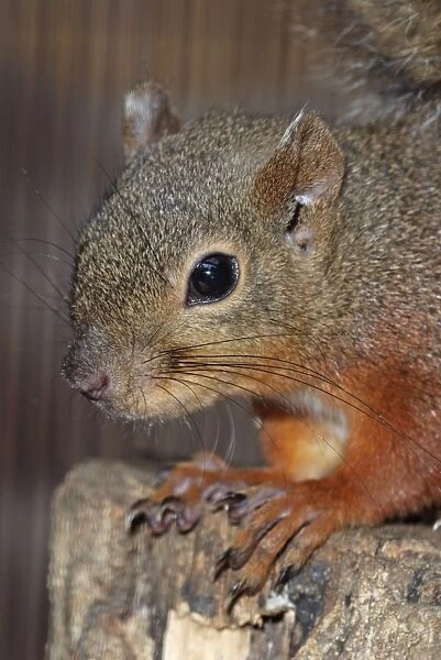 Japanese Red Squirrel