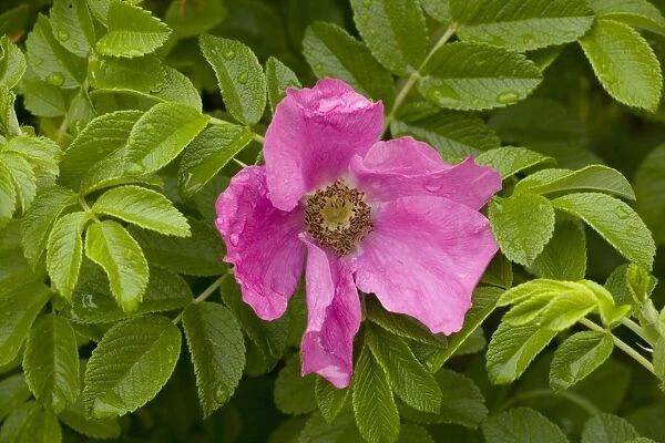 Japanese rose (Rosa rugosa) in flower. Garden