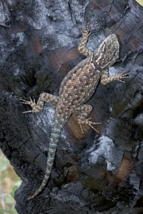 Framed Print : Jarrow's Spiny Lizard - on log burned by forest fire - recolonizing - Arizona - USA - Distribution: Baboquivari - Santa Rita - Dragoon - Huachuca - Chiricahua and Pinaleno (Graham) mountains of southern Arizona Framed Print : Jarrow's Spiny Lizard - on log burned by forest fire - recolonizing - Arizona - USA - Distribution: Baboquivari - Santa Rita - Dragoon - Huachuca - Chiricahua and Pinaleno (Graham) mountains of southern Arizona