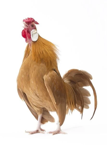 Java Chicken Cockerel  /  Rooster
