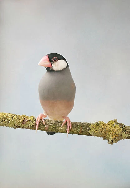 Java Sparrow - front view, captive, wild in Java, Bali and introduced into the tropics Bedfordshire UK